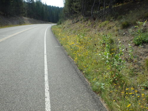 GDMBR: More roadside flowers.